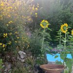 Jardin Contemplativo Color Salud