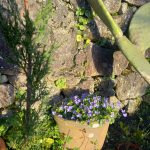 Jardin Contemplativo Color Salud