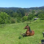 Jardin Contemplativo Color Salud