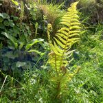 Jardin Contemplativo Color Salud