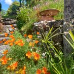Jardin Contemplativo Color Salud