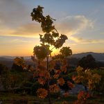 Jardín contemplativo Color Salud2