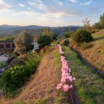 Jardín contemplativo Color Salud3